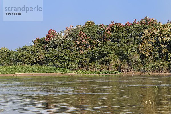 Cuiaba-Fluss mit blühenden Rosa Ipe-Bäumen (Tabebuia ipe) am Ufer  Pantanal  Bundesstaat Mato Grosso  Brasilien  Südamerika