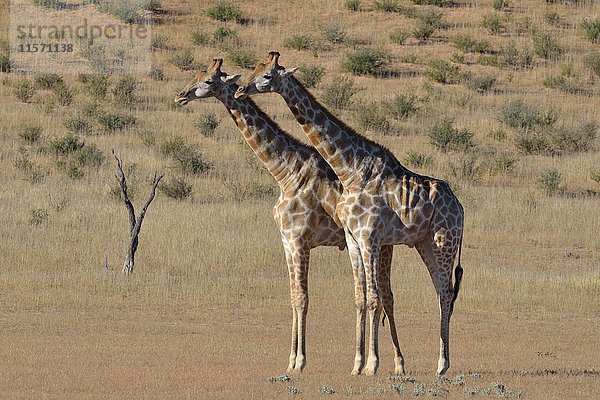 Südafrikanische Giraffen (Giraffa camelopardalis giraffa)  zwei Bullen in Kampfstellung  Kgalagadi Transfrontier Park  Nordkap  Südafrika  Afrika