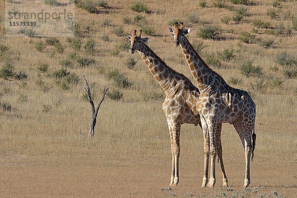 Südafrikanische Giraffen (Giraffa camelopardalis giraffa)  zwei Bullen in Kampfstellung  Kgalagadi Transfrontier Park  Nordkap  Südafrika  Afrika