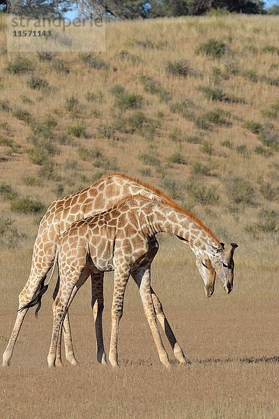 Südafrikanische Giraffen (Giraffa camelopardalis giraffa)  zwei Bullen im Kampf  Kgalagadi Transfrontier Park  Nordkap  Südafrika  Afrika
