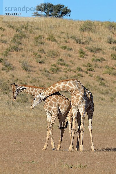 Südafrikanische Giraffen (Giraffa camelopardalis giraffa)  zwei Bullen im Kampf  Kgalagadi Transfrontier Park  Nordkap  Südafrika  Afrika