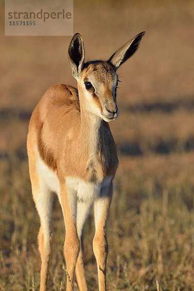Junger Springbock (Antidorcas marsupialis)  stehend auf einer Wiese  wachsam  Kgalagadi Transfrontier Park  Nordkap  Südafrika  Afrika