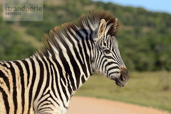 Junges Burchell-Zebra (Equus quagga burchellii)  Addo Elephant National Park  Ostkap  Südafrika  Afrika