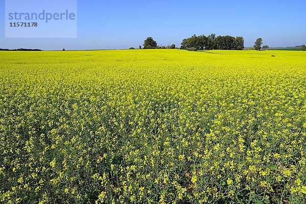 Blühendes Rapsfeld  nahe Nueva Helvecia  Colonia  Uruguay  Südamerika