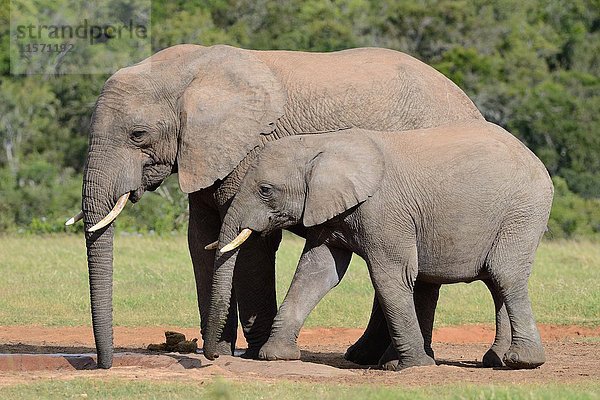 Afrikanischer Buschelefantenbulle (Loxodonta africana) mit jungem Männchen beim Trinken am Wasserloch  Addo Elephant National Park  Ostkap  Südafrika  Afrika