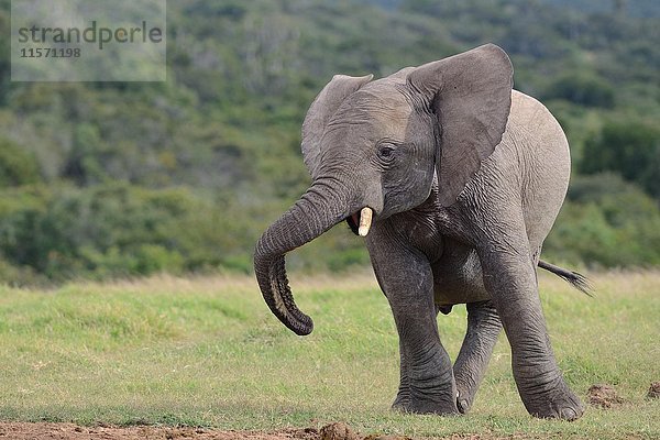 Afrikanischer Buschelefant (Loxodonta africana)  junges Männchen  Addo Elephant National Park  Ostkap  Südafrika  Afrika
