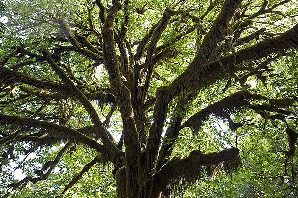 Mit Moos bewachsener Baum im Quinault Rainforest bei Quinault  Olympic National Park  Washington  USA  Nordamerika