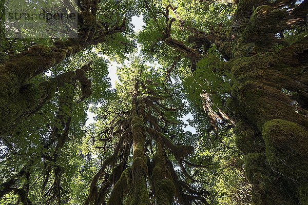 Mit Moos bewachsene Bäume im Hoh-Regenwald  nahe Forks  Olympic National Park  Washington  USA  Nordamerika