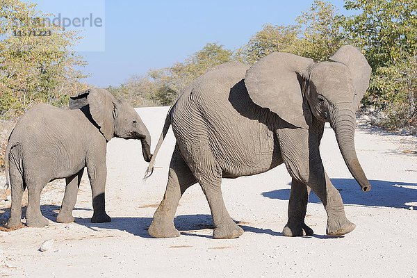 Zwei junge afrikanische Buschelefanten (Loxodonta africana)  die eine unbefestigte Straße überqueren  Etosha-Nationalpark  Namibia  Afrika