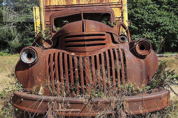 Pflanzen  die aus einem Oldtimer-Lkw  Schrottauto  Chevrolet  Kestner Homestaed  Olympic Peninsula  Olympic National Park  bei Quinault  Washington  USA  Nordamerika  herauswachsen