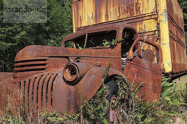 Pflanzen  die aus einem Oldtimer-Lkw  Schrottauto  Chevrolet  Kestner Homestaed  Olympic Peninsula  Olympic National Park  bei Quinault  Washington  USA  Nordamerika  herauswachsen