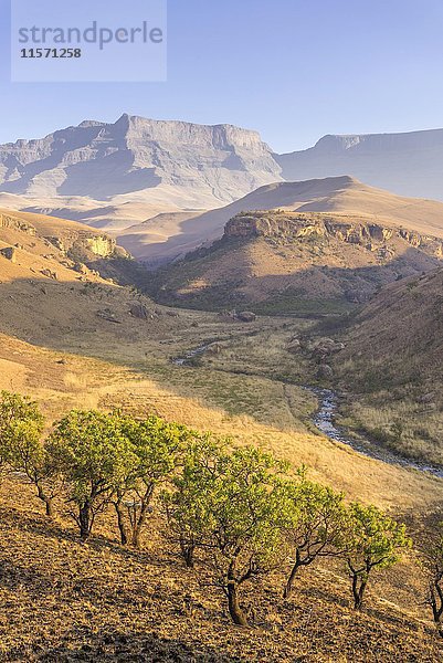 Abgebranntes Grasland und grüne Bäume  Giant's Castle Reserve  KwaZulu-Natal  Südafrika  Afrika