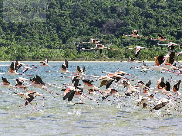Flamingo (Phoenicapterus roseus)  Vogelschwarm beim Start aus dem Wasser  Kosi Bay Nature Reserve  iSimangaliso Wetland Park  KwaZulu-Natal  Südafrika  Afrika