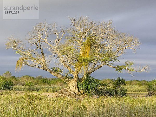 Kahler Baum mit Flechten  Kruger National Park  Mpumalanga  Südafrika  Afrika