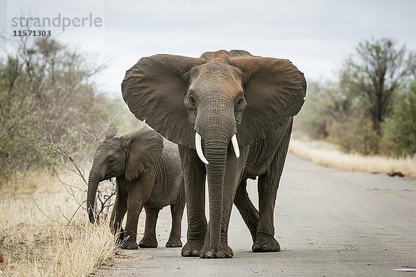 Afrikanischer Elefant (Loxodonta africana)  Mutter mit Jungen auf der Straße  Krüger-Nationalpark  Südafrika  Afrika