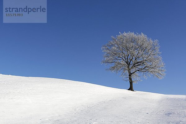 Baum im Schnee  Alpenvorland  Oberbayern  Bayern  Deutschland  Europa