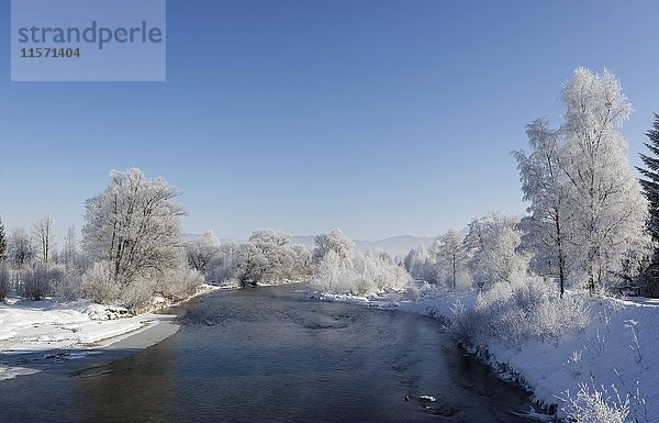 Bäume mit Raureif an der Loisach  Gemeinde Großweil  Loisachtal  Oberbayern  Bayern  Deutschland  Europa