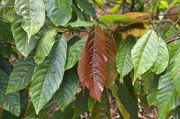 Kakaobaum (Theobroma cacao)  Blätter  Plantage  Plantacion Tikul  Ecomuseo del Cacao  Xlapak  Bundesstaat Yucatan  Mexiko  Mittelamerika