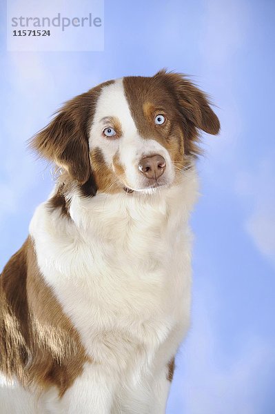 Border Collie Mischling  Hündin  Portrait  braun/tan/weiß gefleckt