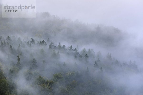 Bäume im Nebel  dichter Nebel  Elbtal in der Sächsischen Schweiz  Sächsische Schweiz  Sachsen  Deutschland  Europa