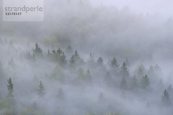 Bäume im Nebel  dichter Nebel  Elbtal in der Sächsischen Schweiz  Sächsische Schweiz  Sachsen  Deutschland  Europa