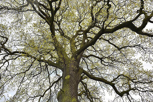Baumkrone  Solitäreiche  Stieleiche (Quercus robur) im Frühjahr  Blattaustrieb  Biosphärenreservat Mittlere Elbe  Sachsen-Anhalt  Deutschland  Europa