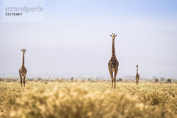 Drei Giraffen wandern durch die Savanne  Kenia  Afrika