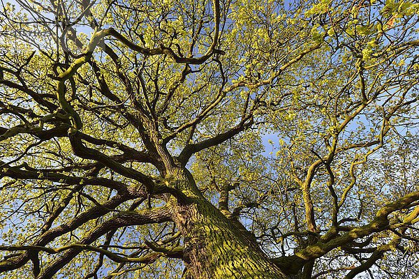 Baumkrone  Solitär-Eiche  Stieleiche (Quercus robur) im Frühjahr  Blattaustrieb  Biosphärenreservat Mittlere Elbe  Sachsen-Anhalt  Deutschland  Europa