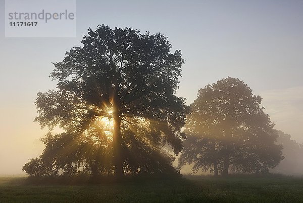 Einsame Eiche  Stieleiche (Quercus robur)  Elbtalaue bei Sonnenaufgang  neblige Atmosphäre  Biosphärenreservat Mittlere Elbe  Sachsen-Anhalt  Deutschland  Europa