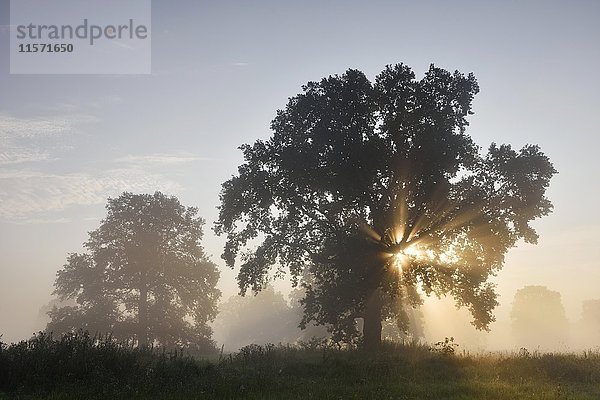 Einsame Eiche  Stieleiche (Quercus robur)  Elbtalaue bei Sonnenaufgang  Sonnenstrahlen  neblige Atmosphäre  Biosphärenreservat Mittlere Elbe  Sachsen-Anhalt  Deutschland  Europa