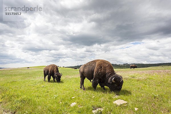 Büffel (Bison bison)  Yellowstone-Nationalpark  Wyoming  USA  Nordamerika