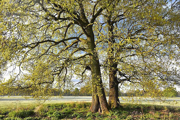 Solitäreiche  Stieleiche (Quercus robur) im Frühjahr  Blattaustrieb  Biosphärenreservat Mittlere Elbe  Sachsen-Anhalt  Deutschland  Europa