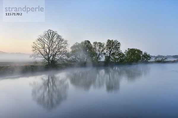 Bäume im Nebel am Ufer in der Dämmerung  Flussmulde  Biosphärenreservat Mittlere Elbe  Dessau  Sachsen-Anhalt  Deutschland  Europa