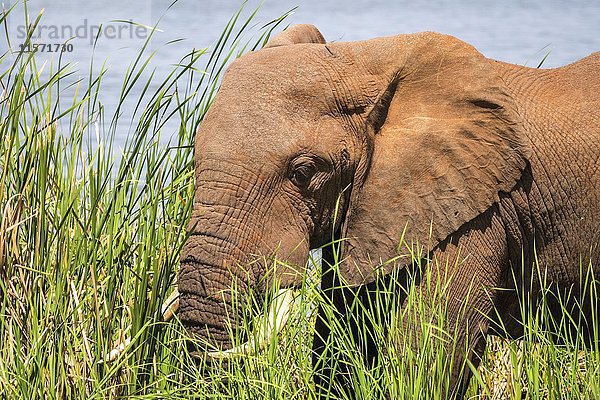 Afrikanischer Elefant (Loxodonta africana)  stehend zwischen Gras im Jipe-See  Tsavo-West-Nationalpark  Kenia  Afrika