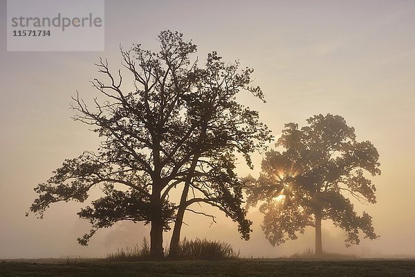Stieleiche (Quercus robur) auf einer Wiese  Sonnenaufgang mit Morgennebel  Biosphärenreservat Mittlere Elbe  Sachsen-Anhalt  Deutschland  Europa