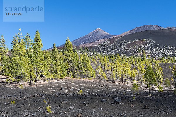 Vulkanlandschaft  Berg Teide im Hintergrund  Nationalpark Teide  Teneriffa  Spanien  Europa