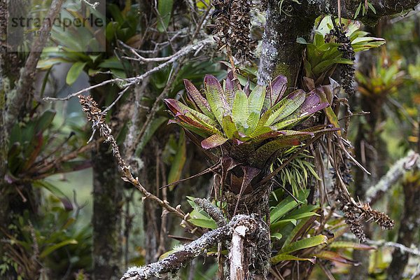 Bromelien (Bromelia sp.) Wachsend auf Baum  Provinz San José  Costa Rica  Mittelamerika
