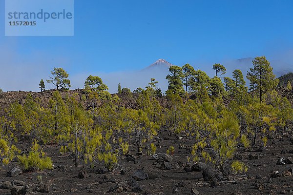 Kanarische Kiefer (Pinus canariensis) in vulkanischer Landschaft  auf dem Rücken des Vulkans Teide  Teide-Nationalpark  Kanarische Inseln  Teneriffa  Spanien  Europa