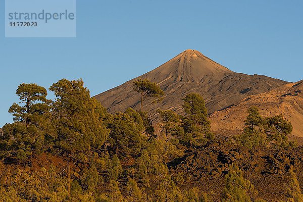 Kanarische Kiefer (Pinus canariensis) vor dem Teide-Vulkan  Teide-Nationalpark  Kanarische Inseln  Teneriffa  Spanien  Europa