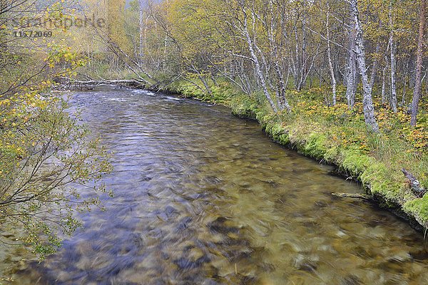 Fluss im Birkenwald im Herbst  in der Nähe von Strømbu  Rondane-Nationalpark  Norwegen  Europa