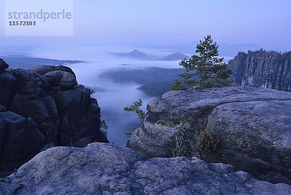 Kiefer (Pinus sylvestris) und Felsen im Elbsandsteingebirge  blaue Stunde mit Morgennebel  Zirkelstein und Kaiserkrone  Nationalpark Sächsische Schweiz  Sachsen  Deutschland  Europa