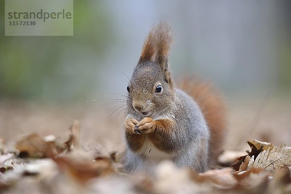 Eichhörnchen (Sciurus vulgaris) auf Nahrungssuche im Herbstlaub  Sachsen  Deutschland  Europa