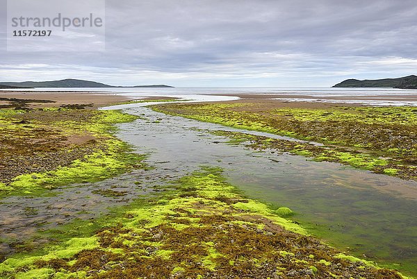 Ebbe an einem Strand mit Seegras  zwischen Laide und Mungasdale  Atlantikküste  Schottland  Vereinigtes Königreich  Europa