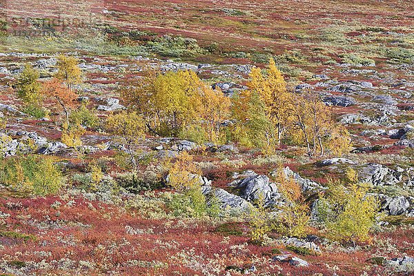 Fjälllandschaft  buntes Herbstlaub  Saltfjellet-Svartisen-Nationalpark  Bodo  Nordland  Norwegen  Europa