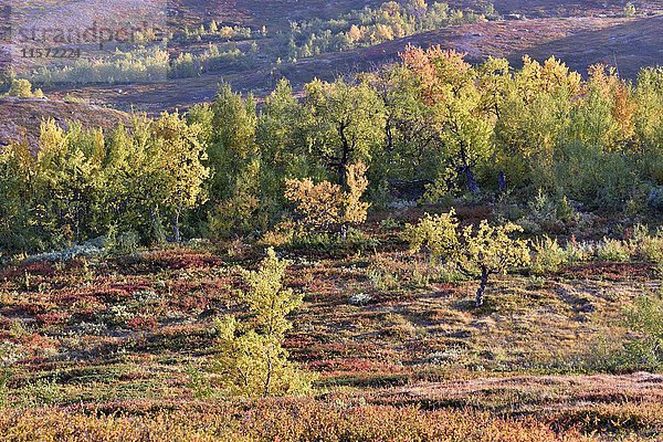 Bäume im Herbst  Abisko-Nationalpark  Schweden  Europa
