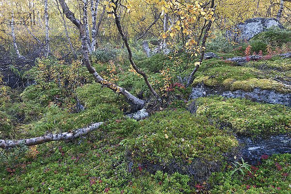 Birkenwald im Herbst  Abisko-Nationalpark  Schweden  Europa