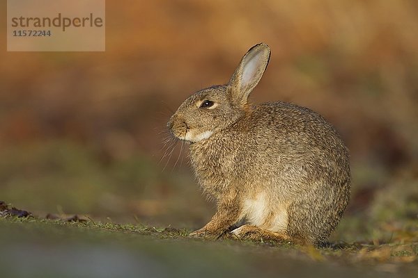 Kaninchen (Oryctolagus cuniculus) auf einem Feldweg  Suffolk  England  Vereinigtes Königreich  Europa