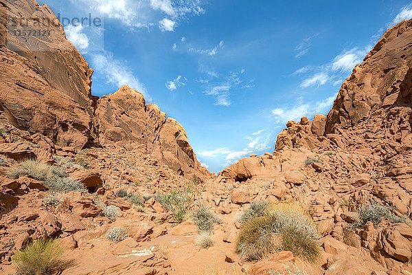 Rainbow Vista  rote Sandsteinfelsen  Mojave-Wüste  Tal des Feuers  Nevada  USA  Nordamerika