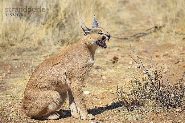 Karakal (Caracal caracal)  knurrend  in Gefangenschaft  Namibia  Afrika