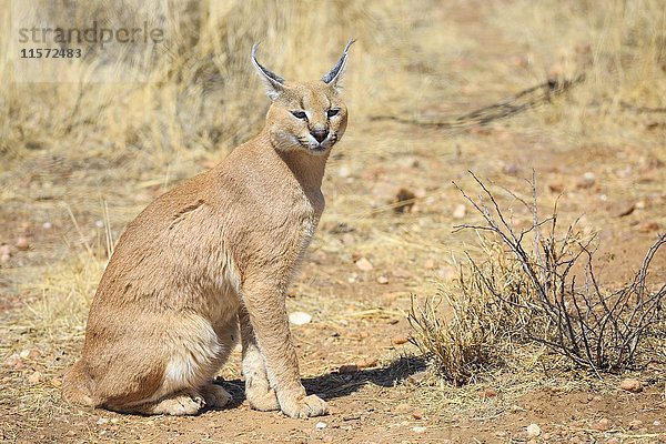 Karakal (Caracal caracal)  sitzend  in Gefangenschaft  Namibia  Afrika